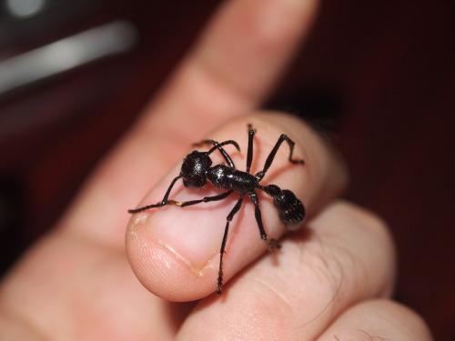 crimesandcuriosities:
“  The bullet ant is considered to have the most painful sting of any insect in the world. According to those who have experienced it, the agony which ensues can last up to 24 hours and has been equated to the feeling of being...