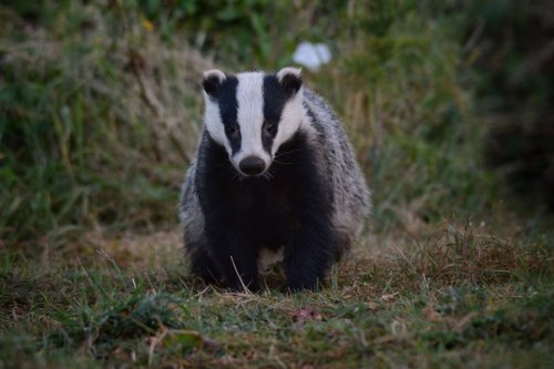 Badger
by Martin Rogers