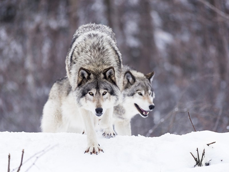 wolfsheart-blog:
“Wolves in Canada by Josef Pittner
”