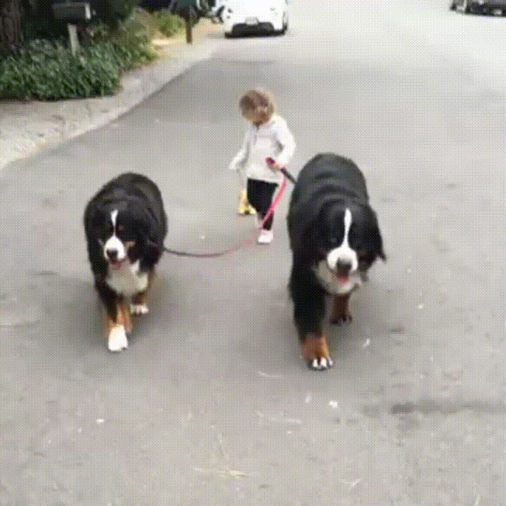 Taking the dogs for a walk (Source: http://ift.tt/2bVGnmz)