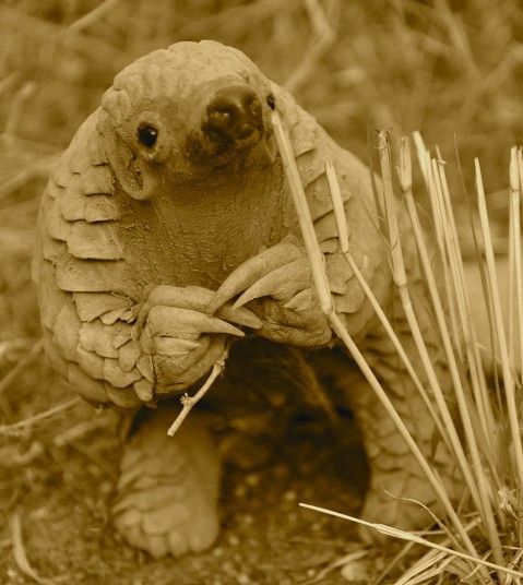 An 11 month old baby pangolin in Namibia. Little is known about the shy, endangered species.
