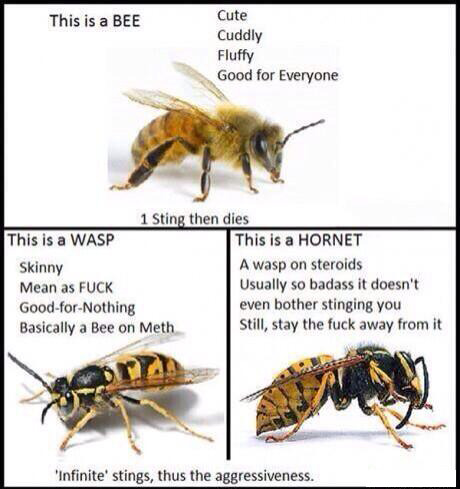 sketchytips:
“ URL: http://www.sketchytips.com/the-difference-between-bees-wasps-and-hornets/
“ The Difference Between Bees, Wasps, and Hornets
” ”