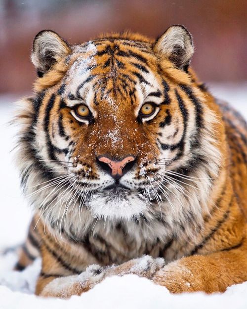 Amur Tiger by suhaderbent