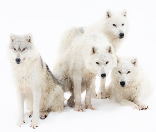 Family Portrait by © Jean-Francois Beaudry