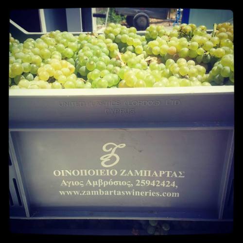 Cyprus Grape harvest has begun. 