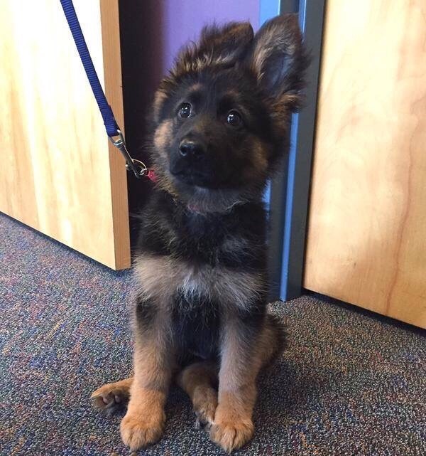 New recruit at the local police station
Source: http://bit.ly/1PUpJqE