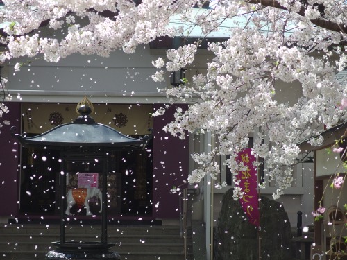kvnai:
“Cherry Blossoms in 2015 by MX-1_16 by h_nissy
@Ushigome, Tokyo
”