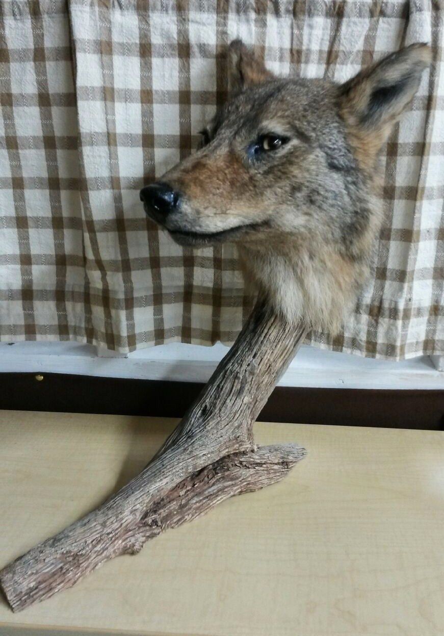 This is the taxidermy equivalent of being really good at drawing faces, and then giving up when you get to the body because you suck at anatomy.