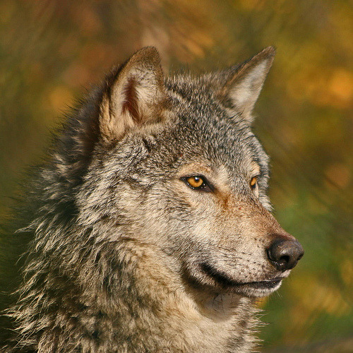 wolfsheart-blog:
“Wolf by Gary Wilson.”