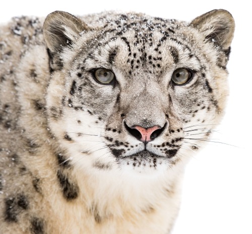 Snow Leopard by Abeselom Zerit