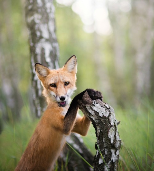 Foxy Model by Iza Lyson