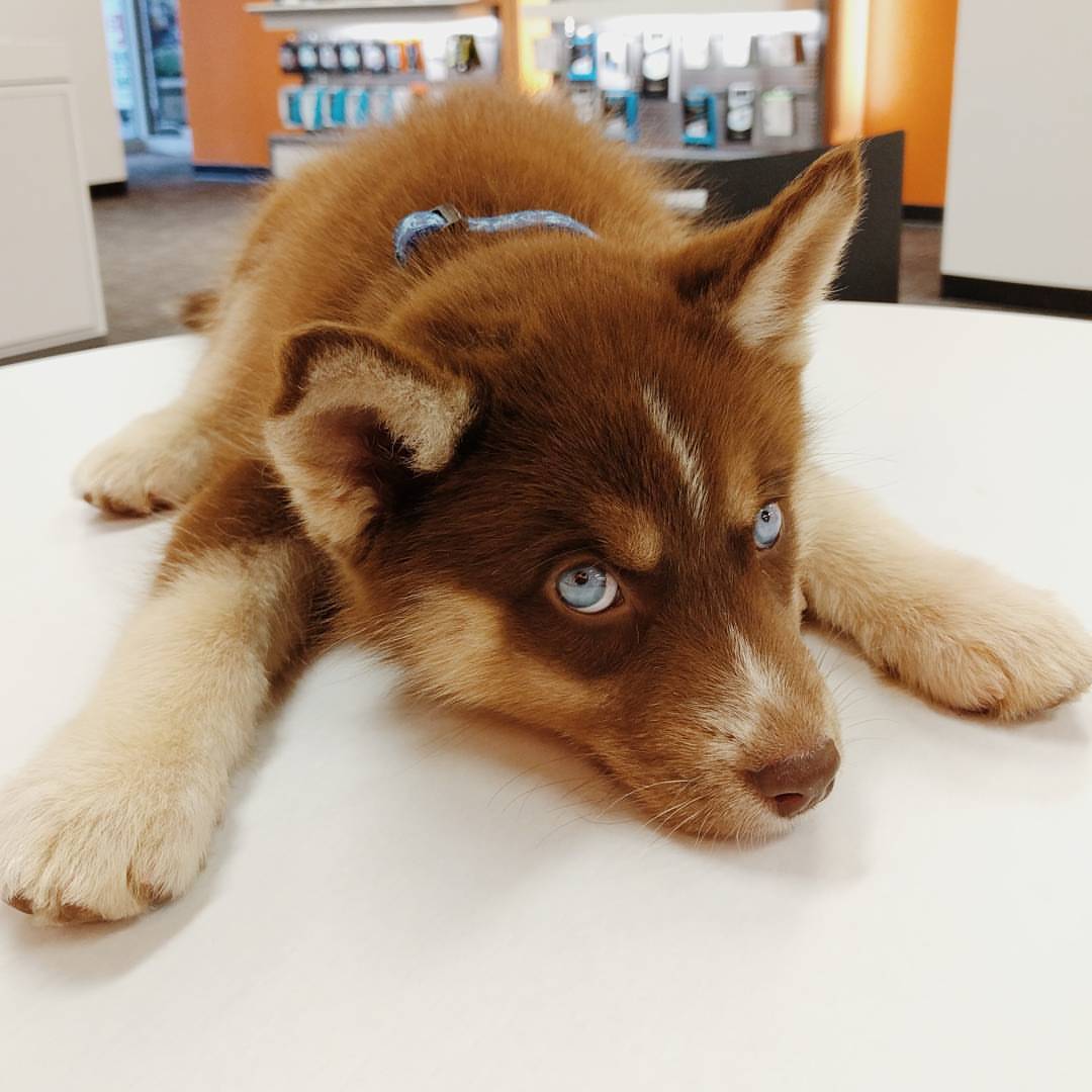 An actual teddy bear/wolf thing came into my store today. (Source: http://ift.tt/2c084zx)