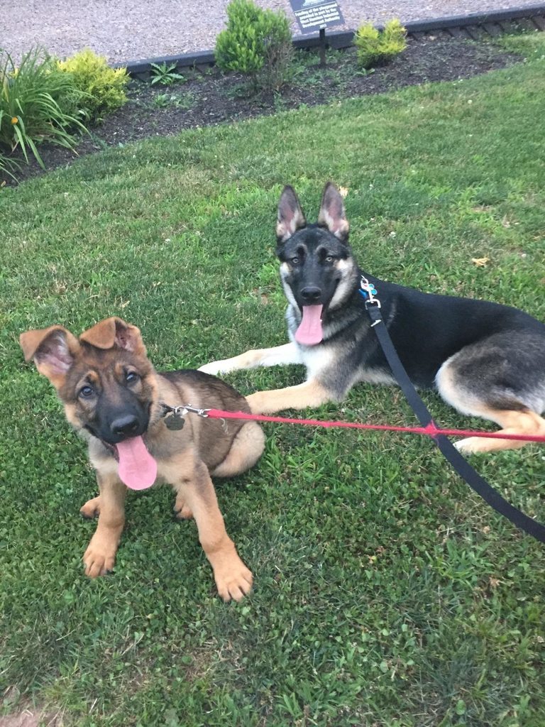 My theory is that pups only grow one body part per week. Last week was legs week. This week… tongues!
Source: http://bit.ly/25Z718H