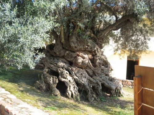 2,000 Year Old Olive Tree of Vouves
This ancient olive tree is located on the Greek island of Crete and is one of seven olive trees in the Mediterranean believed to be at least 2,000 to 3,000 years old. This tree still produces Olives and they are...