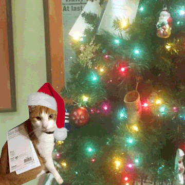 Merry Christmas bacon explosion cat gifs