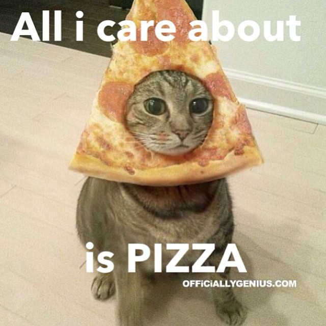 Image result for funny cat pizza  gifs