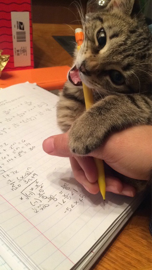homework helper