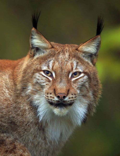 Luchs Portrait by © loramulle