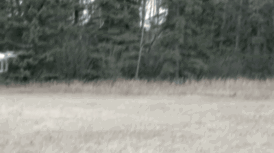 Animated GIF:  Drone leading puppy across the screen.