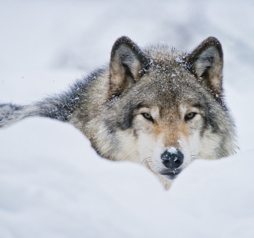 Timber Wolf In Snow by © Michael Cummings