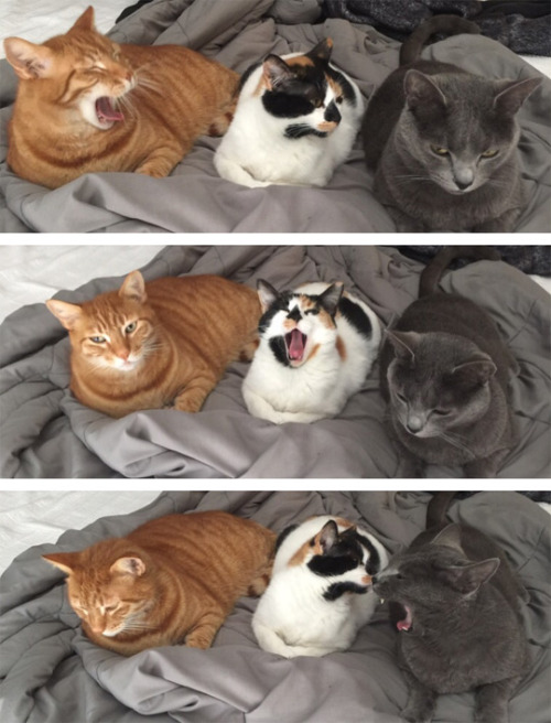 Yawns are contagious. (via hopehelvete)
