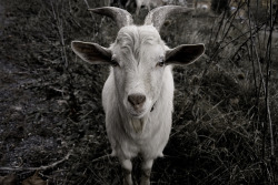witchedways:
“ orcpiss:
“ GOAT (by Mountain|s Twin)
”
bewitched forest
”