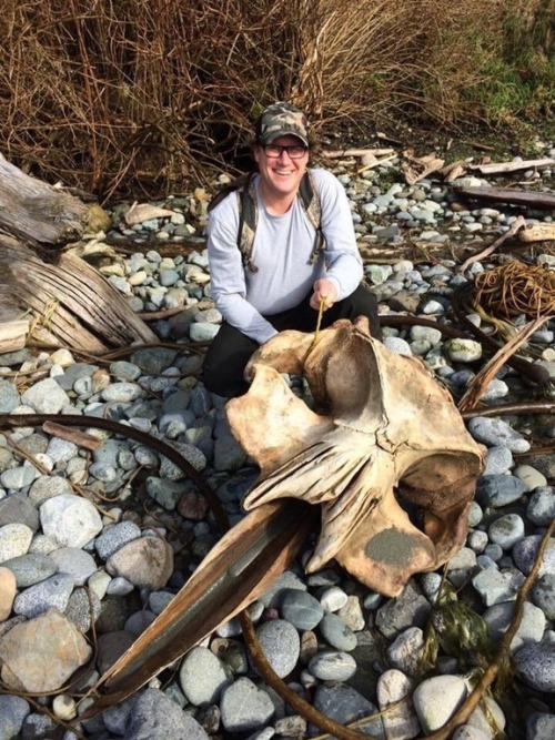 This picture was posted by reddit user  RetardedEdisonTwin. This is likely to be the skull of a Humpback whale.
