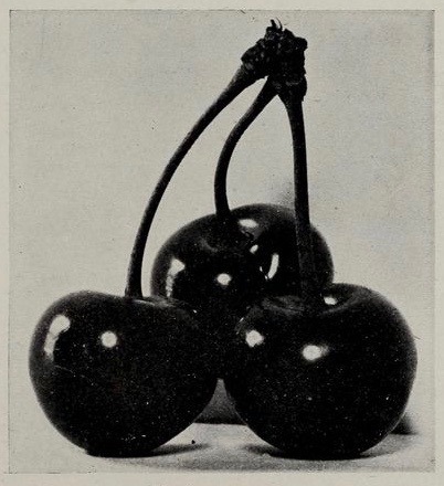 nemfrog:

Montmorency cherries _[ Van Holderbeke Nursery Company catalogue, Spokane, Washington]_ 1909
