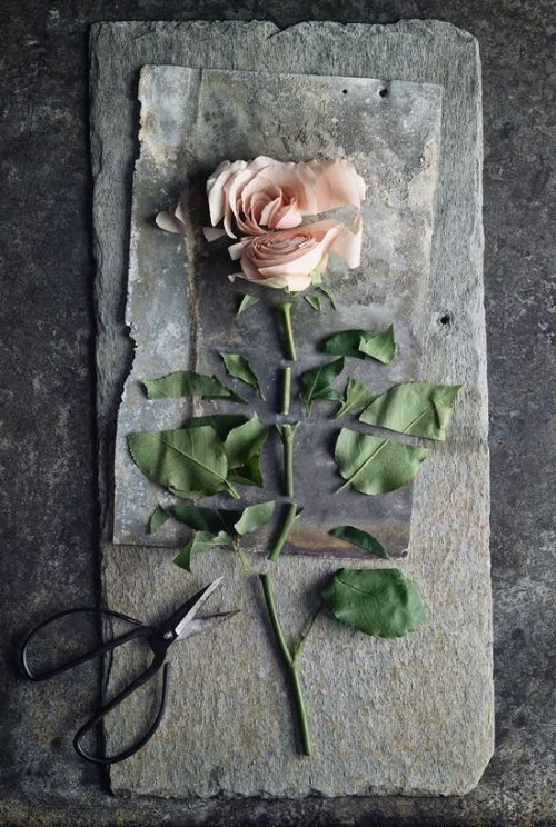 fleaingfrance:
“ A rose is a rose
”