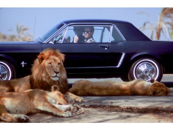 Image result for lion safari zoo west palm beach fl