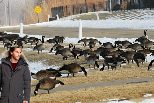 Canada Goose coats online fake - Thousands of Canadian Geese Dead In Coat Related...