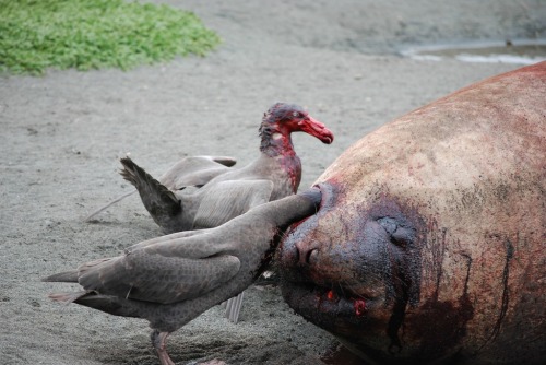 A bird eating the eye of a deceased seal.