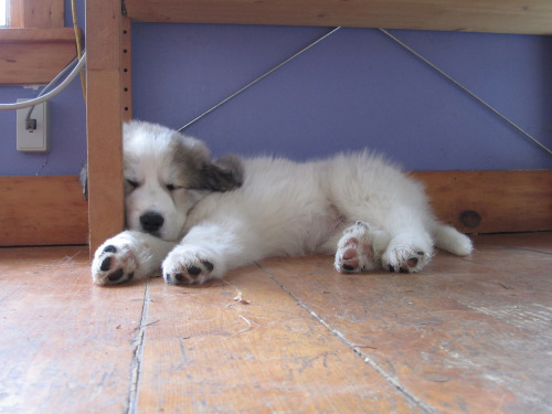 Puppy Caught Napping Under Desk 5% of businesses in the US allow pets at work according to the Society of Human Resources Management’s yearly benefits survey (PDF), and until last week, Baloo the dog was lucky enough to be employed at one. But on...