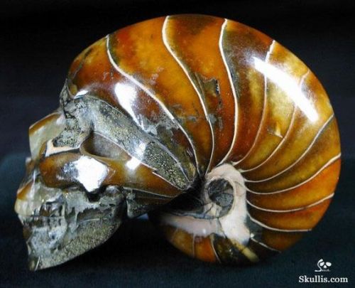 intricate-butthole:
“sixpenceee:
“ You are looking at an Ammonite Fossil skull. In India ammonite fossils are identified with the god Vishnu and are used in various ceremonies. The name Ammonite comes from the Greek ram-horn God called Ammon....