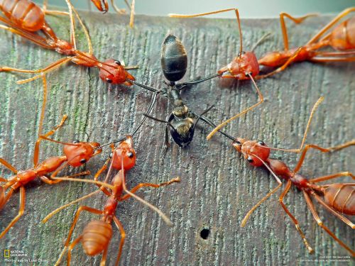 sixpenceee:
“Here’s a really fun fact I’ve learned recently.
These are American Slave-Making ants, they have an odd behavior where they steal the pupa of other species of ants and force them to carry out tasks for the colony instead of creating minor...