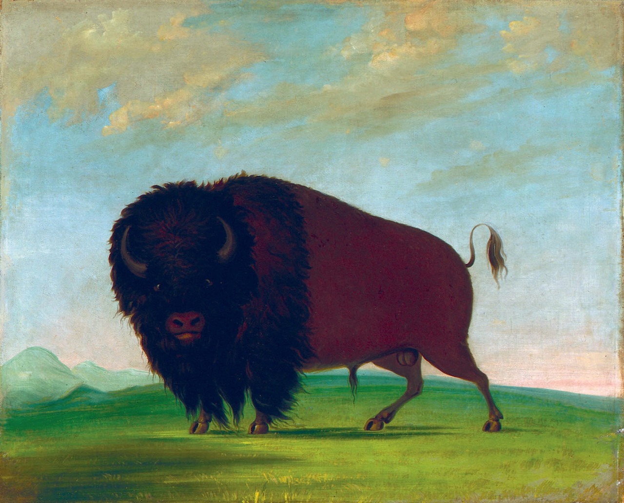 magictransistor:<br />
“ George Catlin, Buffalo Bull grazing on the Prairie, c. 1833.<br />
”