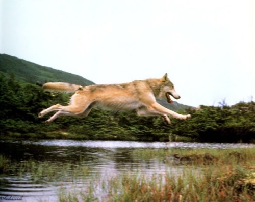wolveswolves:
“[x]
”