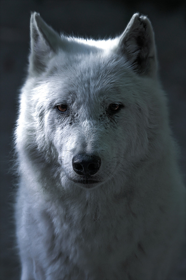 eidolonland:
“ Snow, The White Wolf! by David Guéret
”