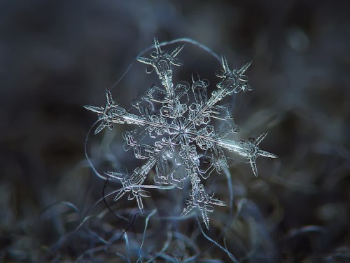 ohscience:Micro-photography of individual snowflakes by... - Bonjour Mesdames