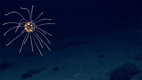 This alien-like creature has been discovered 12,139 feet below the surface of the ocean. It was discovered by NOAA’s Okeanos Explorer near Guam in the western Pacific Ocean. It has been described by scientists as a “stunningly beautiful jellyfish”...