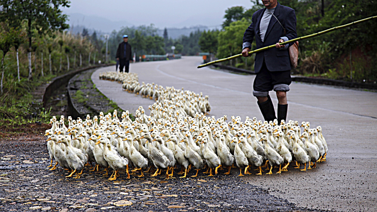 fotojournalismus:
“ A farmer tends his ducks on April 25, 2013 in Quzhou, China.
[Credit : ChinaFotoPress via Getty Images]
”
