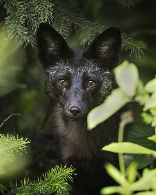 Silver Fox Pup by © Jeff Dyck