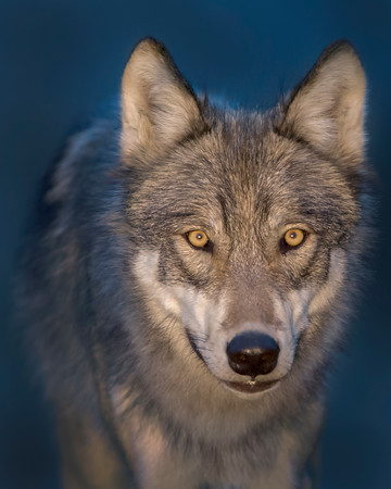 wolfsheart-blog:
“Wolf by Ken Conger
”