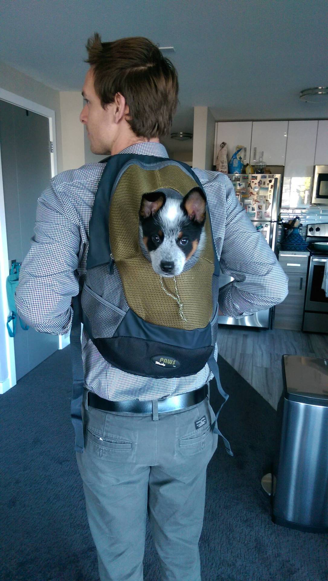 I read somewhere that dogs are pack animals. (Source: http://ift.tt/2cNvnL7)