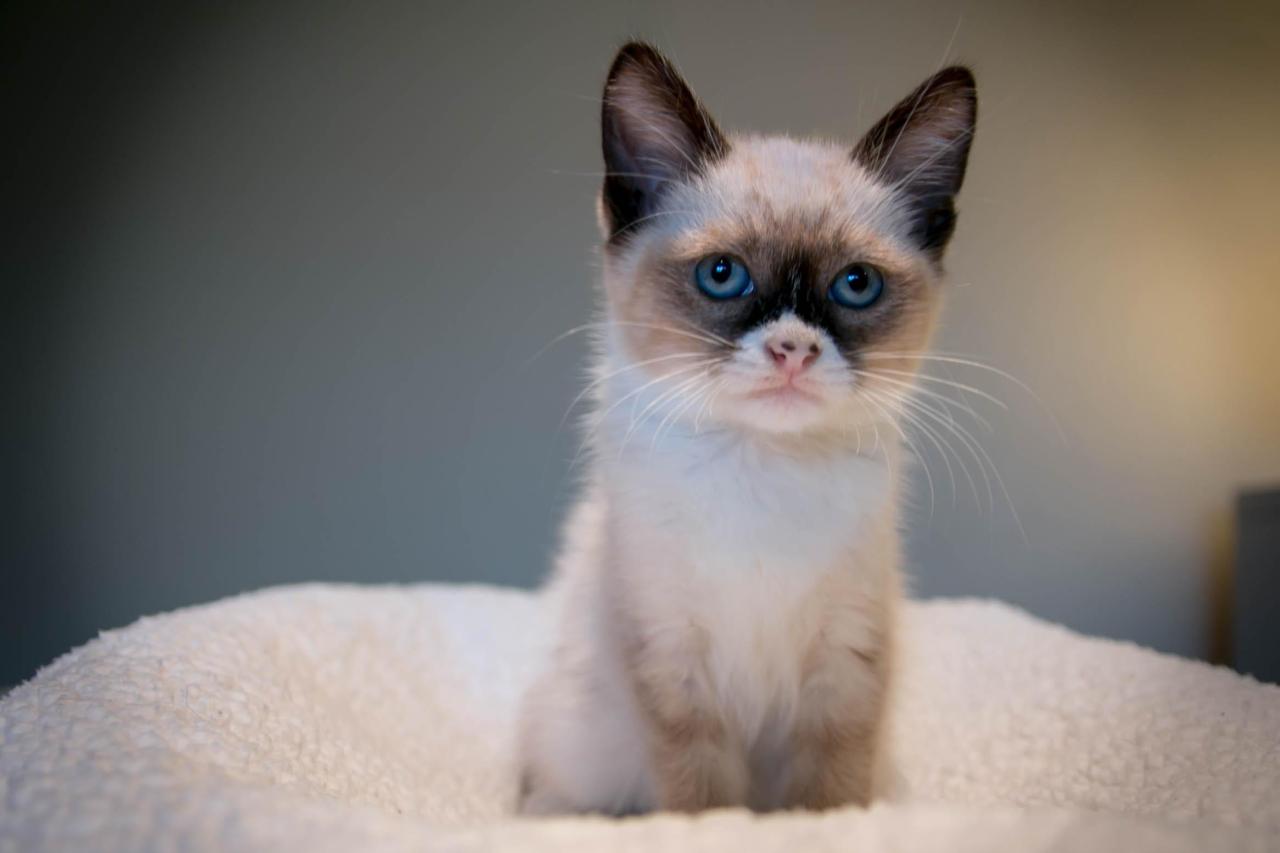 My foster kitten looks like Grumpy Cat. (Source: http://ift.tt/2egkDUx)