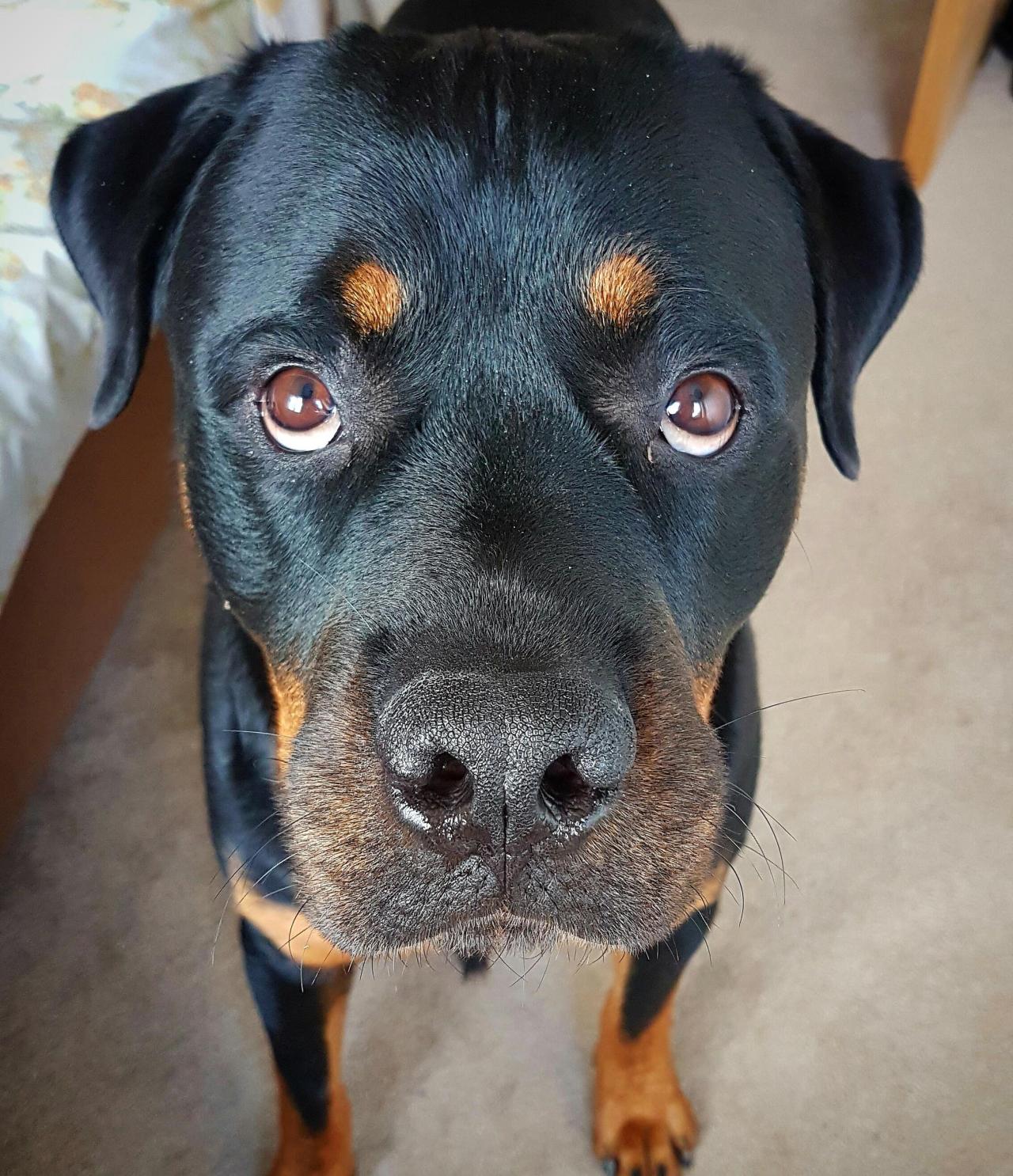 Got a new phone so had to test the camera out on my handsome Rottweiler (Source: http://ift.tt/2dl7Pjo)
