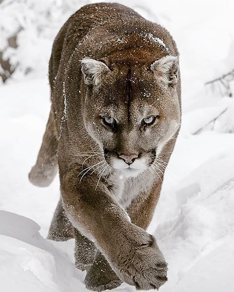 geographicwild:
“.
Photography by (Dave). Mountain Lion in Northern Minnesota #Wildlife #MountainLion #Winter #Minnesota
”