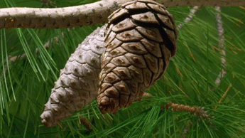 When the weather is dry, pine cones open up to disperse their seeds.