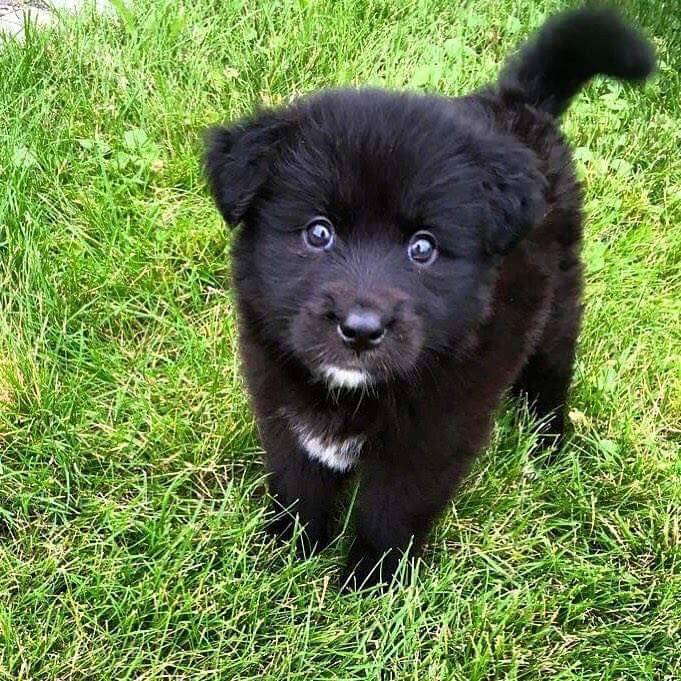 This little lady was found wandering the streets at 4 weeks old, say hello to Koda Bear!
Source: http://bit.ly/2aRJeze