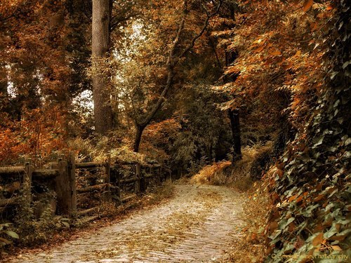 pagewoman:
“ Autumn Woods by Jessica Jenney
”